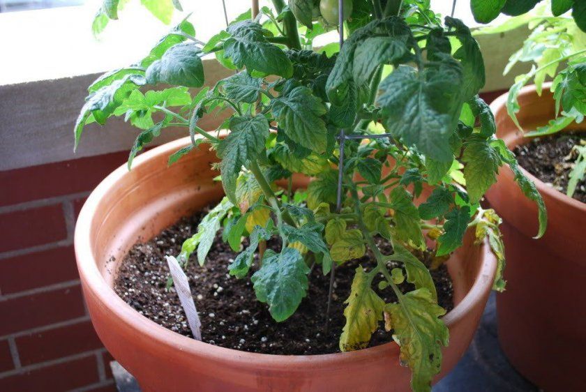 Хвороби розсади томатів