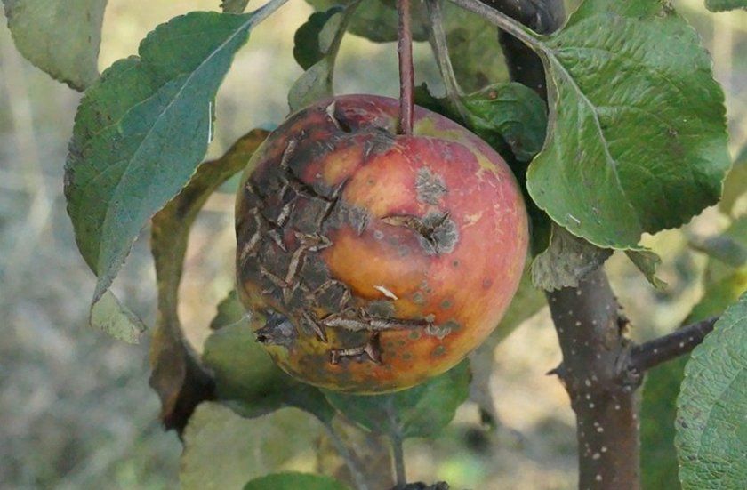 Парша на плодах яблуні