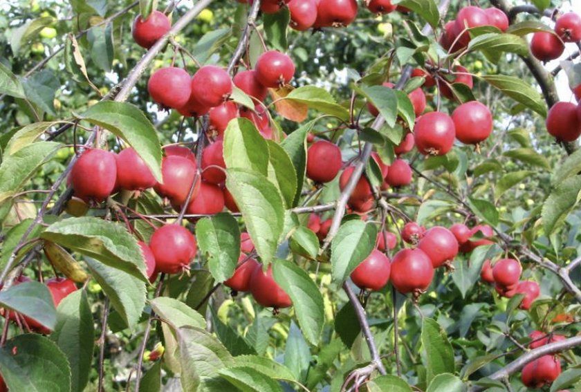 Урожай яблуні Недзвецкого