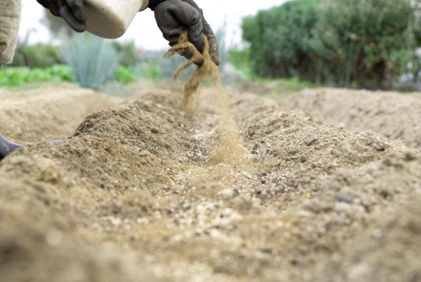 Внесення піску в грунт перед посадкою сочевиці