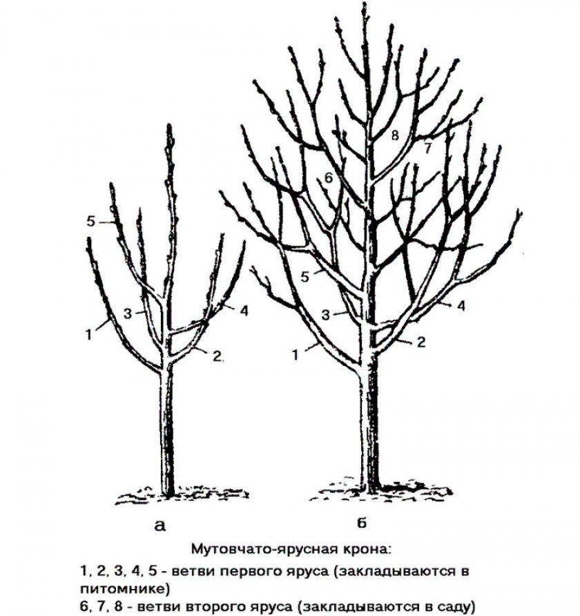 Мутовчато двоярусне форма дерева