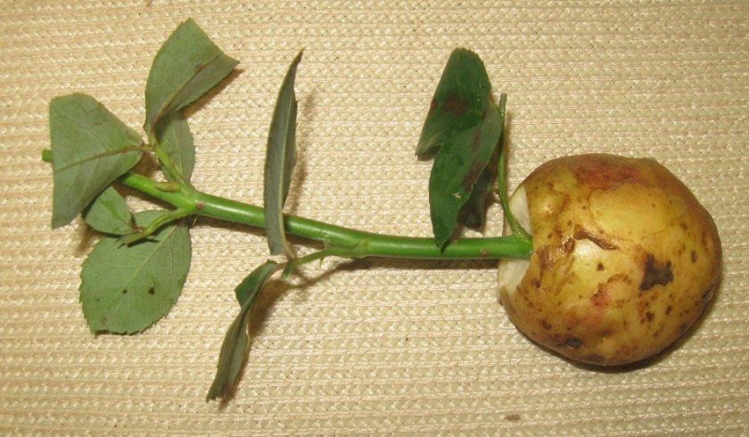 Вирощування троянди в картоплі