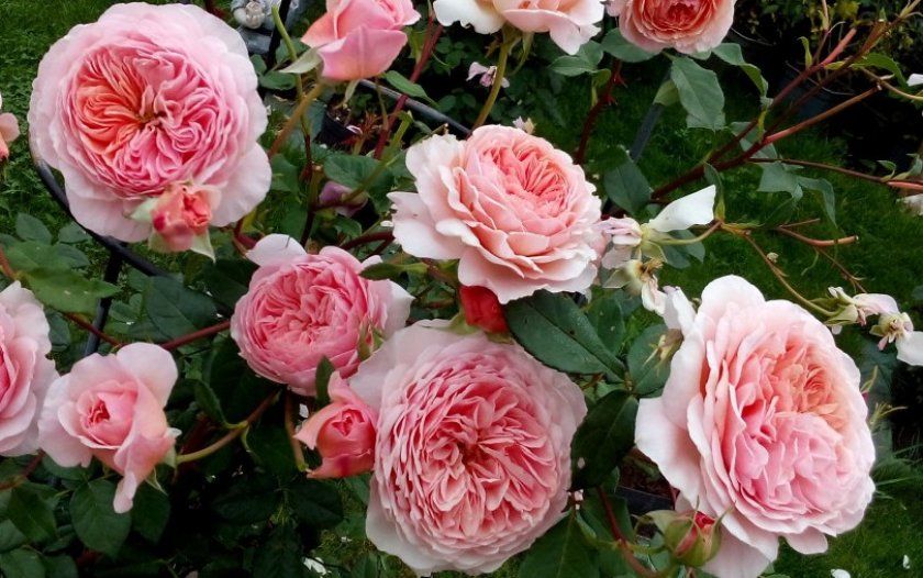 Роза сорту William Morris