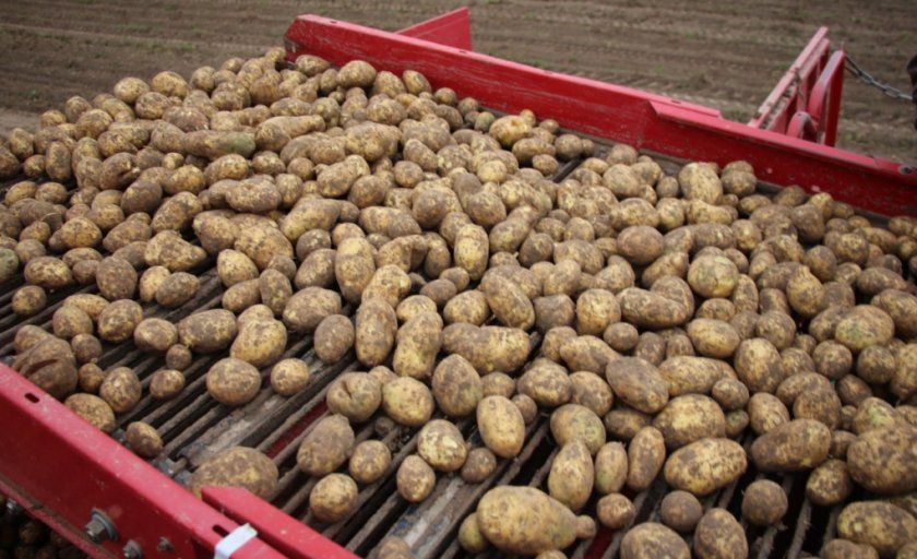 Урожай картоплі янка