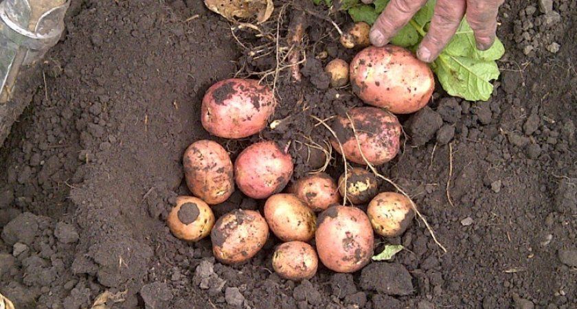 Насіння картоплі