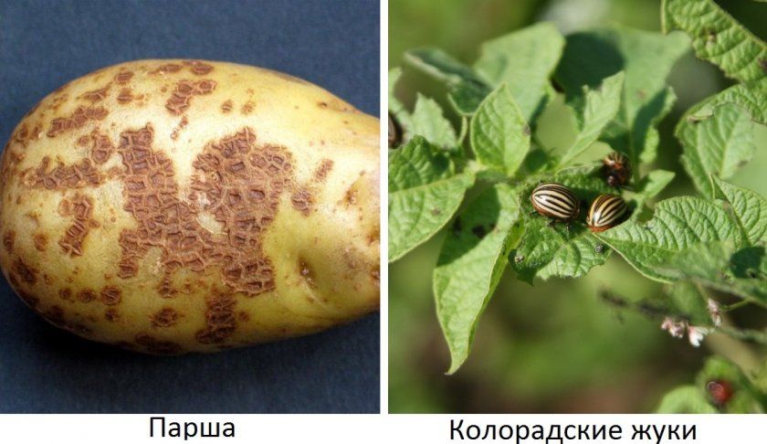 Хвороби і шкідники картоплі