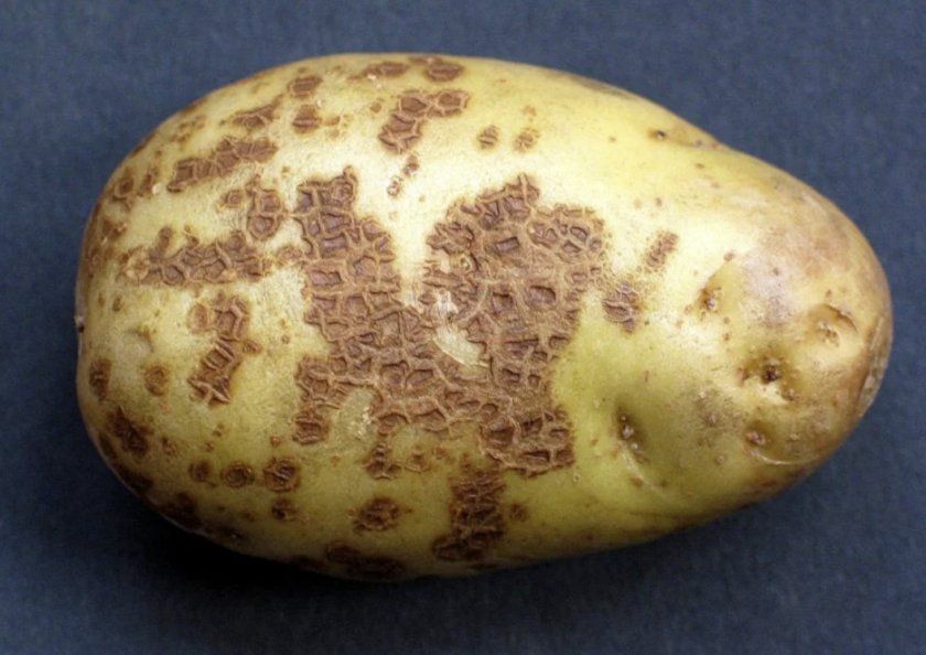 Парша на картоплі