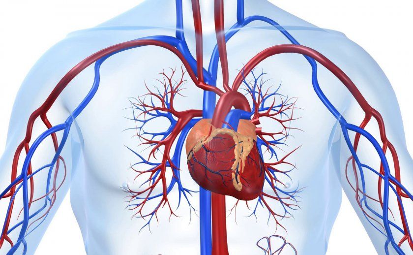 Корінь бадану для серцево-судинної системи