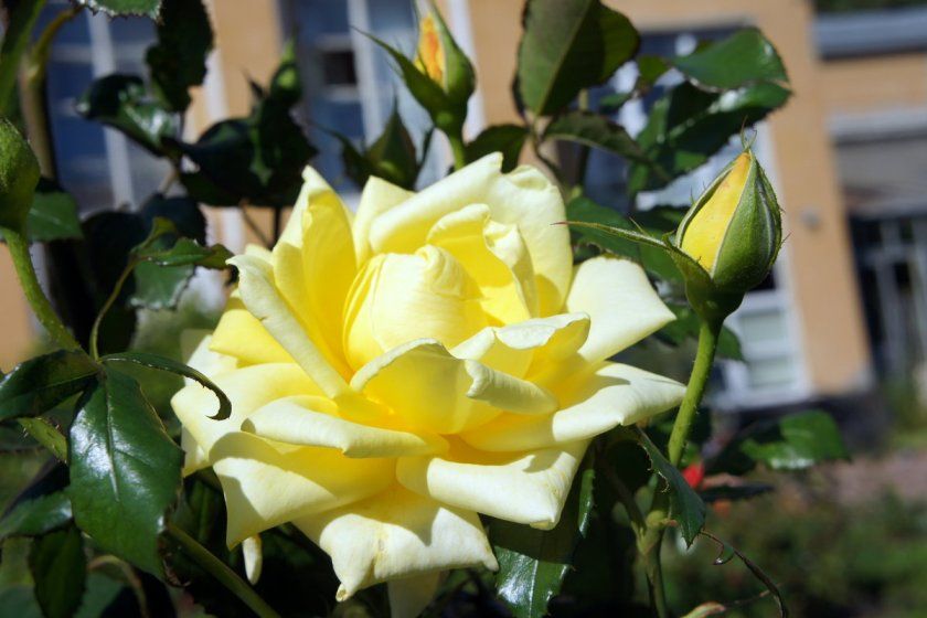 Вибір місця для вирощування троянд Ландора