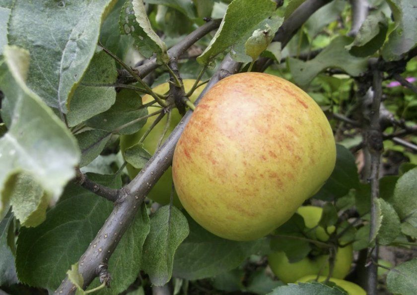 Яблуня Коричне смугасте