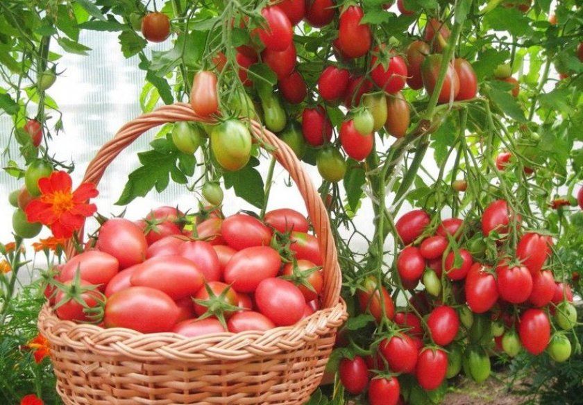 Урожай томатів Чіо Чіо Сан