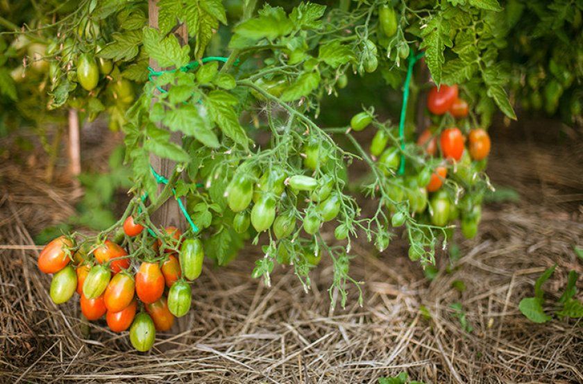 Вирощування томатів Чіо Чіо Сан
