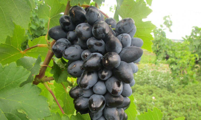 Сорт винограду Атос