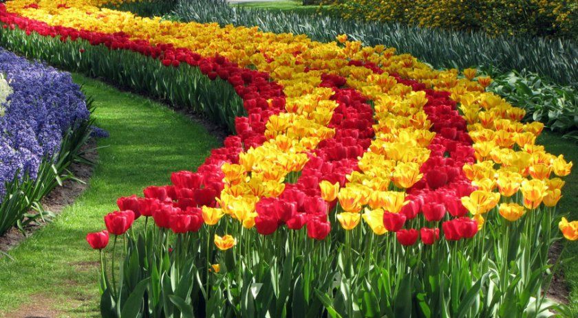 Посадка тюльпанів у вигляді звивистої доріжки