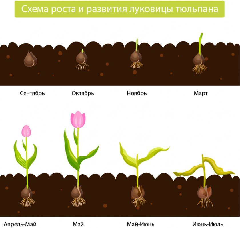 Цикл росту тюльпанів