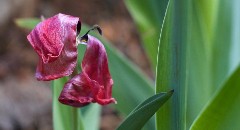 Що робити з тюльпанами після цвітіння