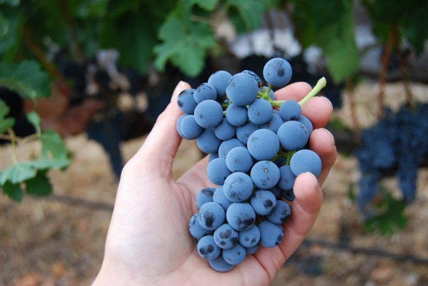 Як вибрати чорний виноград