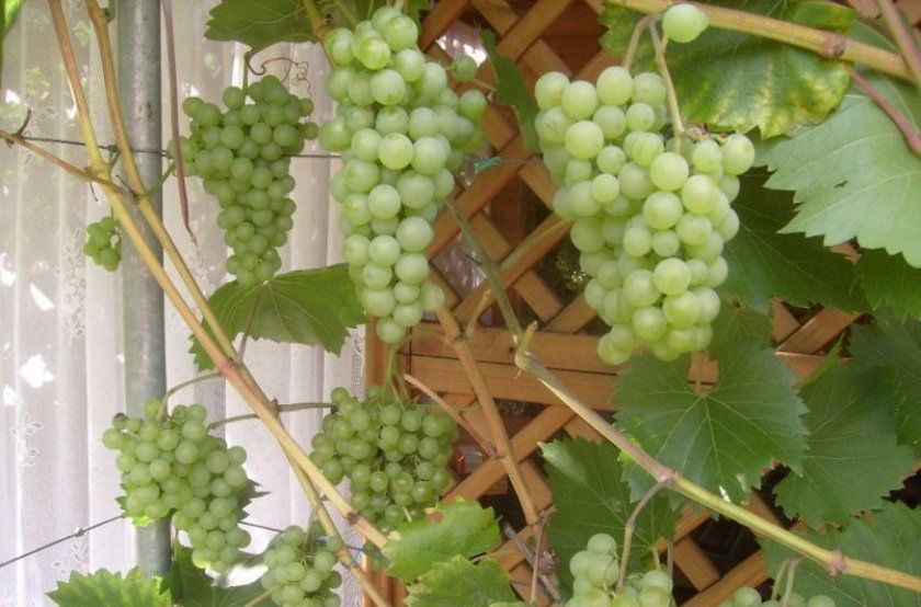 Виноград на підвіконні