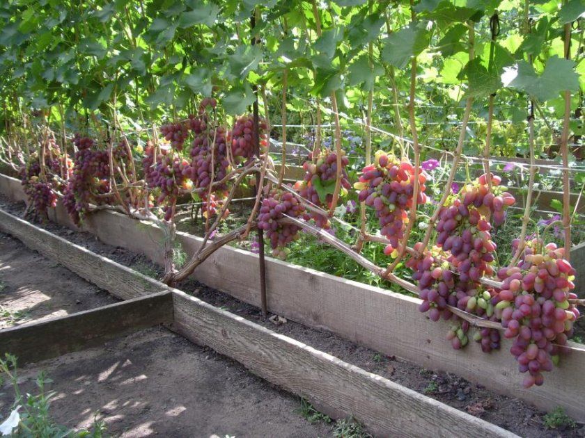 Зовнішній вигляд винограду різамата