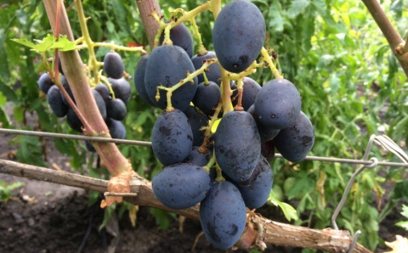 Догляд за виноградом Ромбик