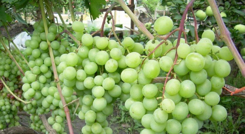 Виноград талісман