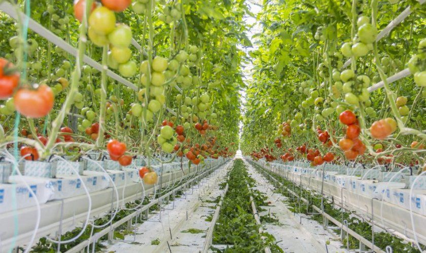 Вирощування томатів на гідропоніці