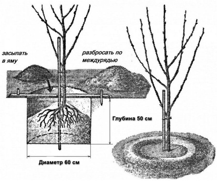 Схема посадки саджанця вишні
