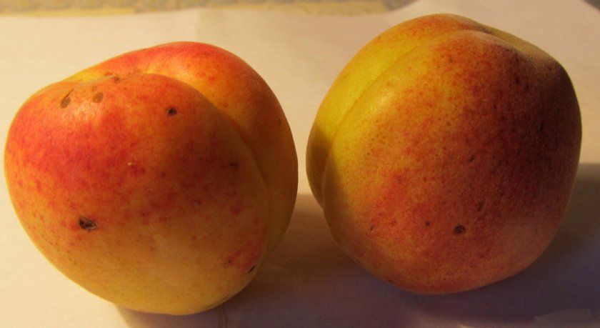 Плоди абрикоса сорту Поліський великоплідний