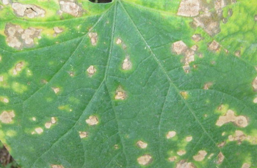 Антракноз на листках огірка