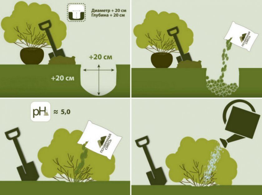 Схема посадки гортензії