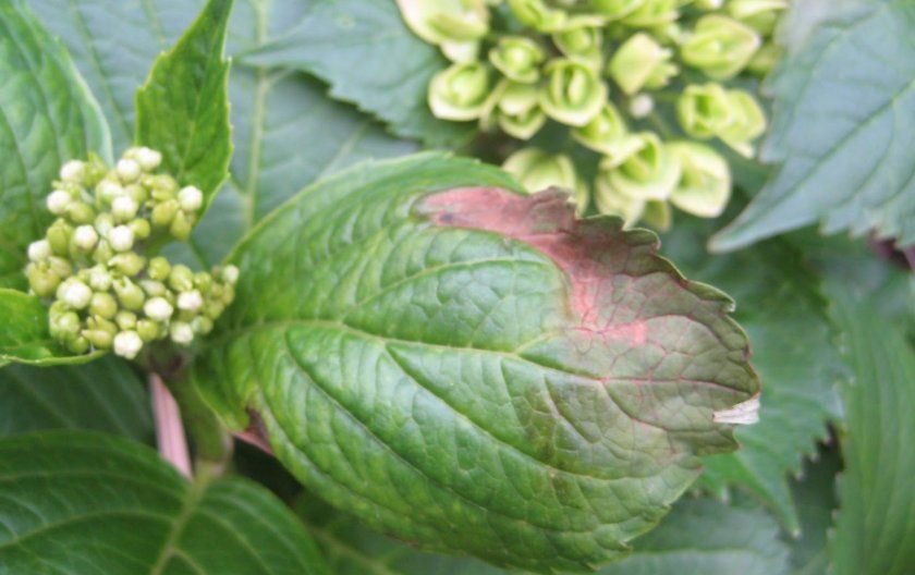 Опік листя гортензії