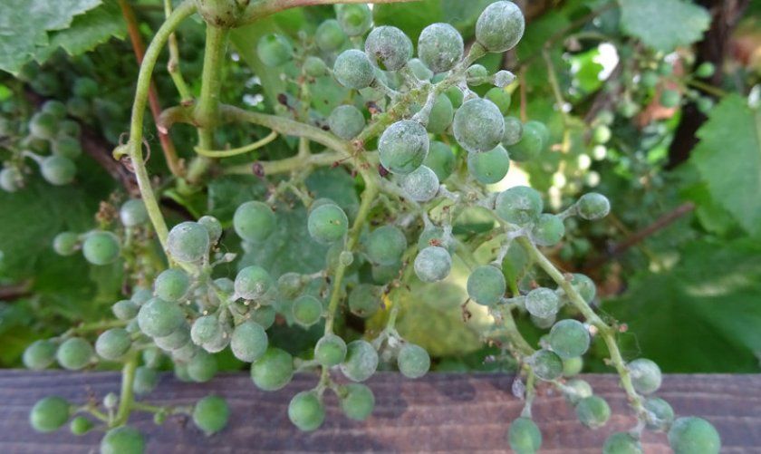 Оїдіум на винограді