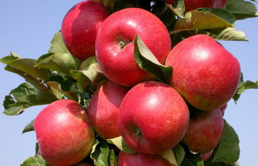 Сорт яблуні Васюган