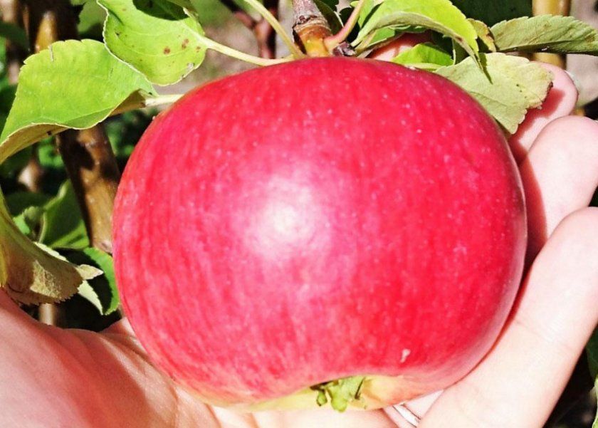 Сорт яблуні Васюган