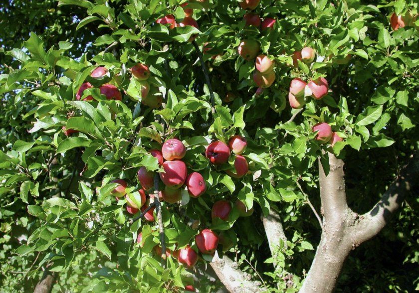 Яблуня Рожеві перли