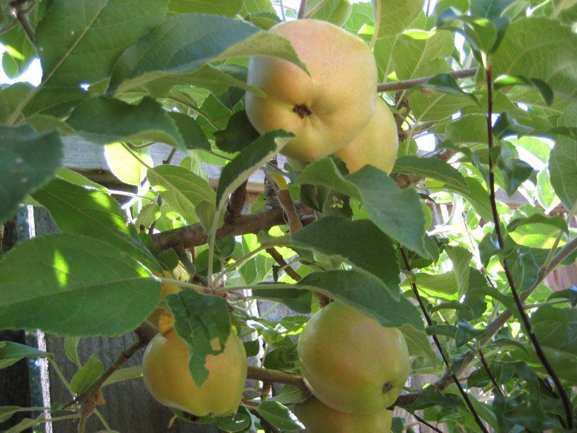 Плодоношення яблуні Рожеві перли