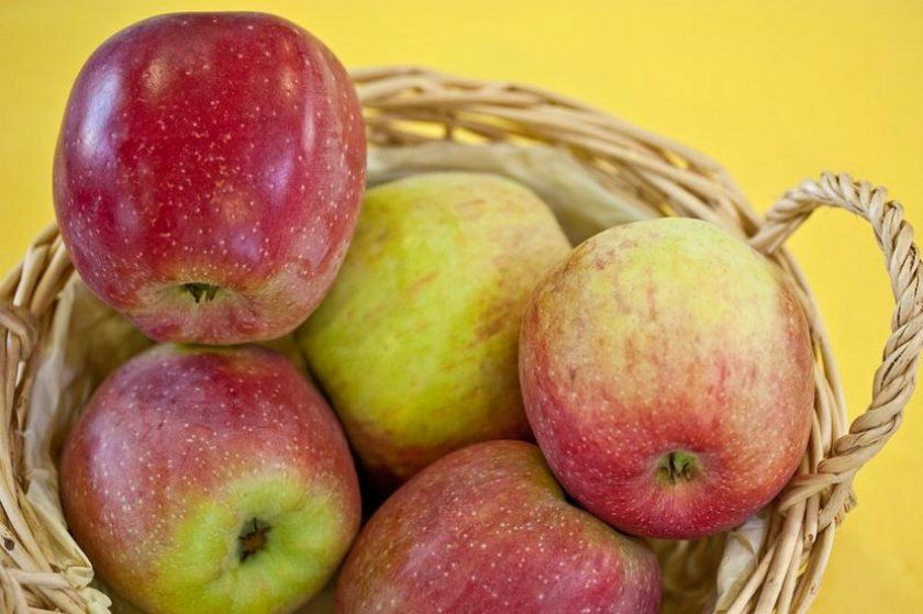 Збір врожаю і зберігання яблук сорту Флоріна