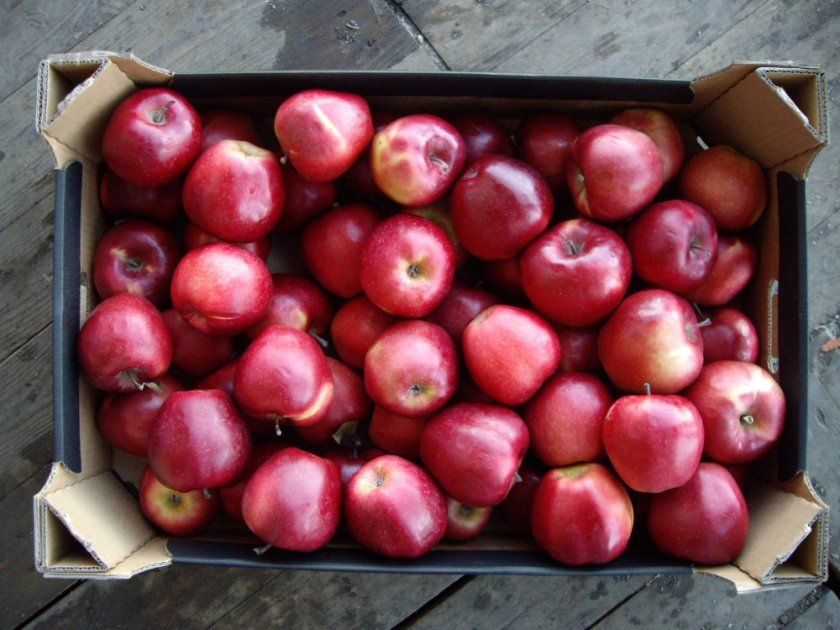 Урожай яблуні Лігол