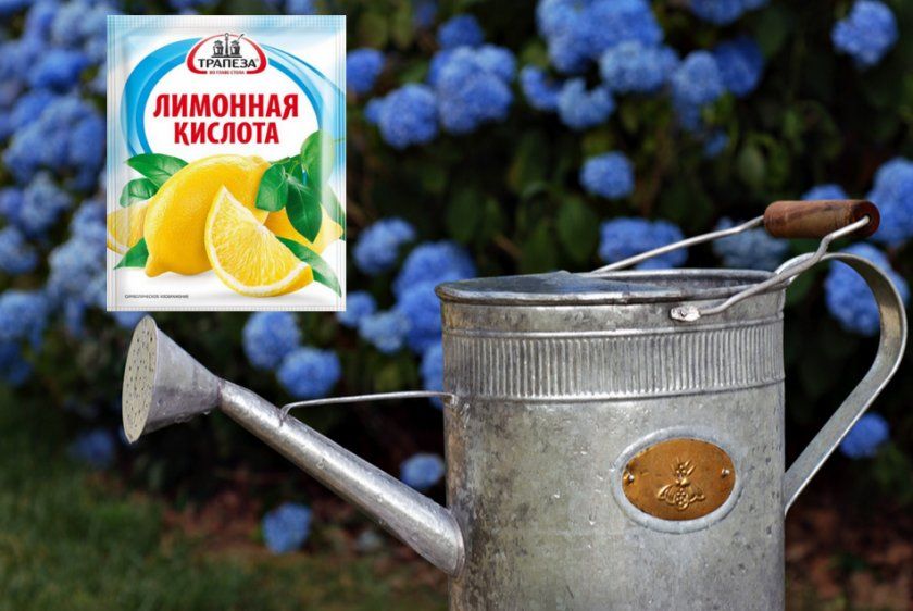 Лимонна кислота для гортензії