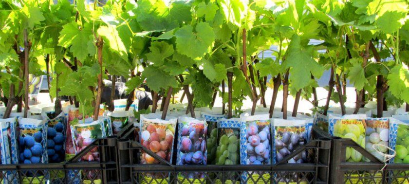 Вибір виноградних саджанців