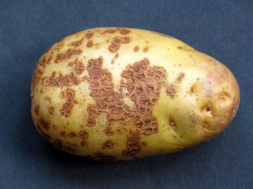 Парша на картоплі