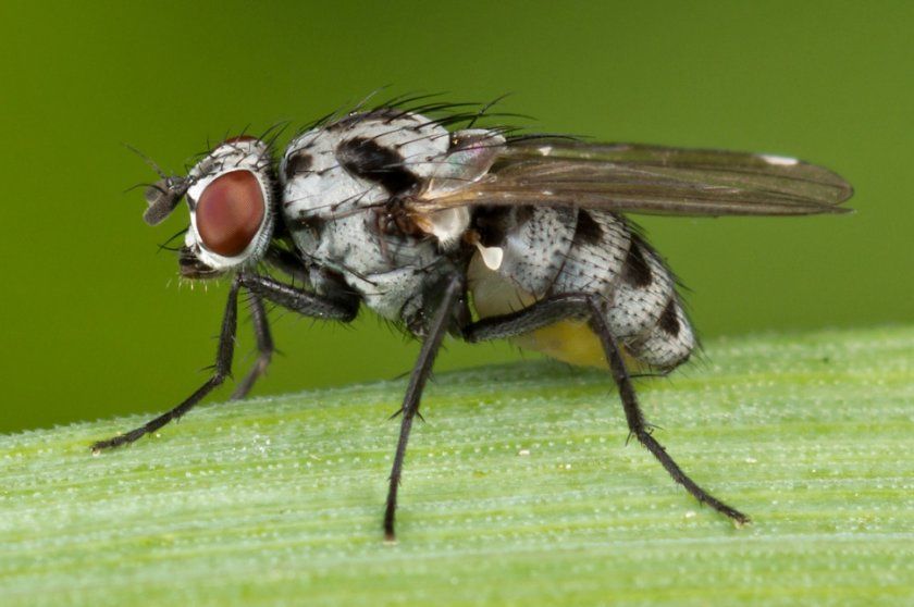 Квіткова муха