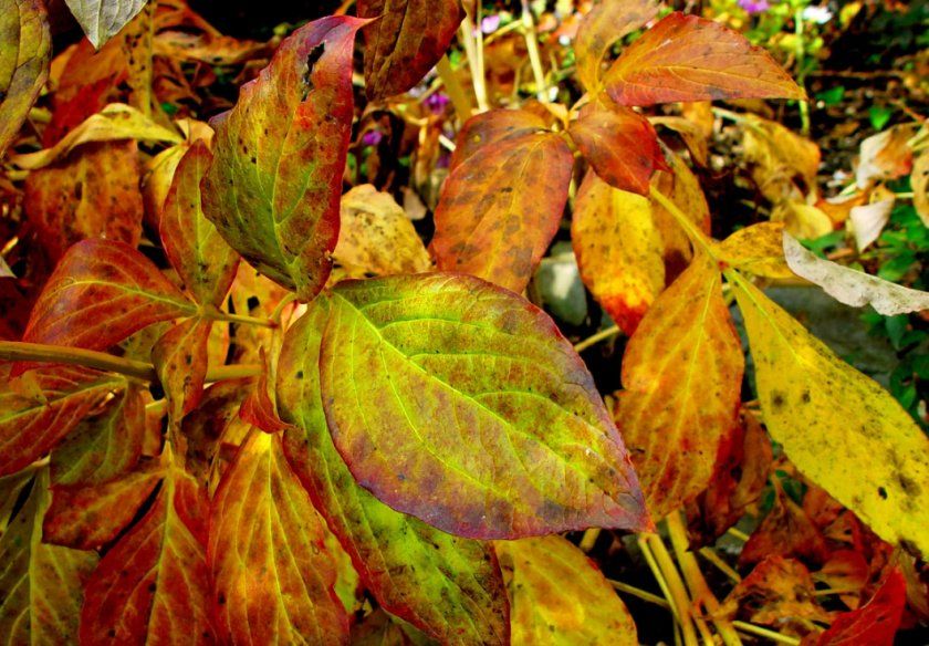 Почервоніння листя гортензії