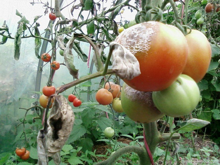 Як обробити помідори зеленкою