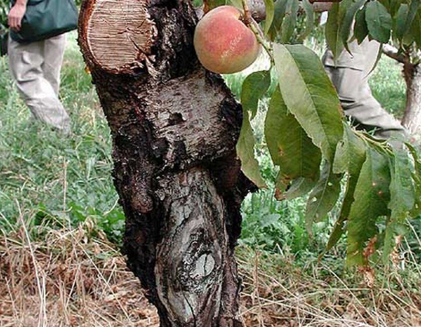 цитоспороз персика