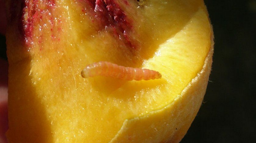 Гусениця східної плодожерки на персику