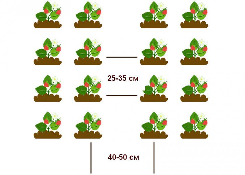 Схема посадки полуниці