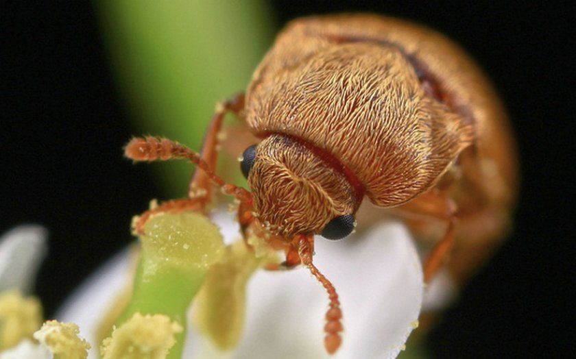 Малини жук на суцвітті