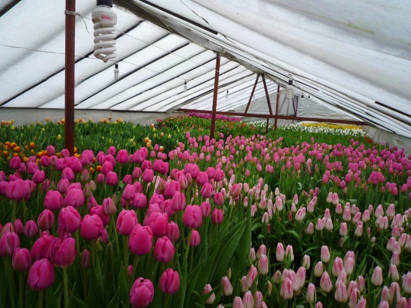 Переваги вирощування тюльпанів в теплиці