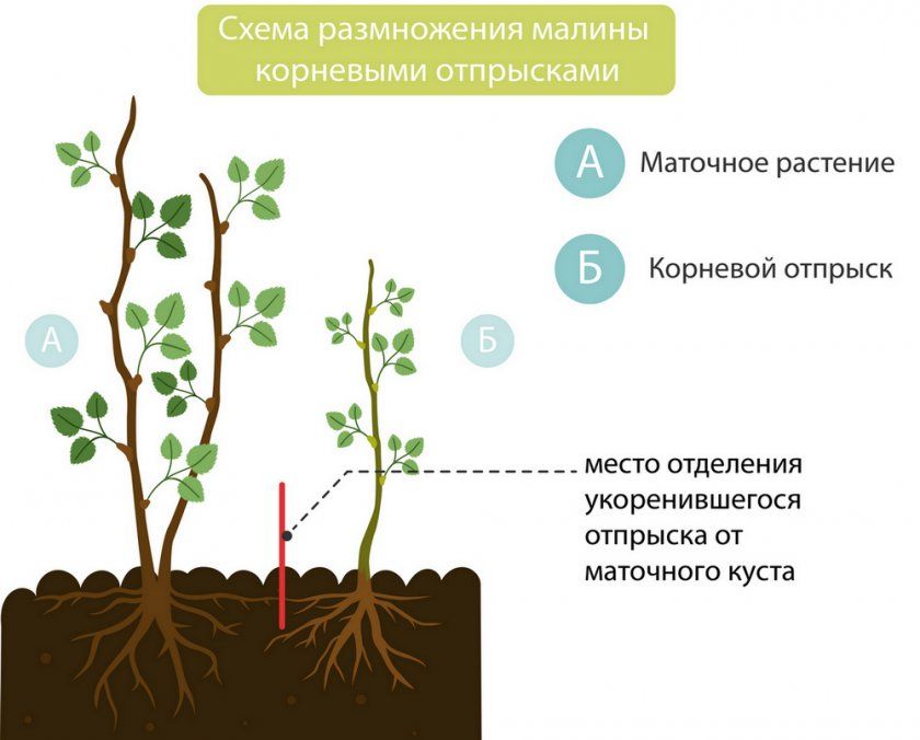 Відділення кореневого нащадка від материнської рослини